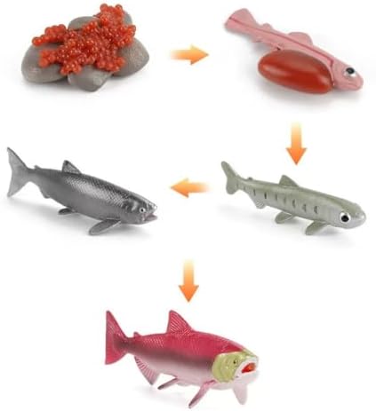 Montessori Animal Life Cycle Figurines by Unknown