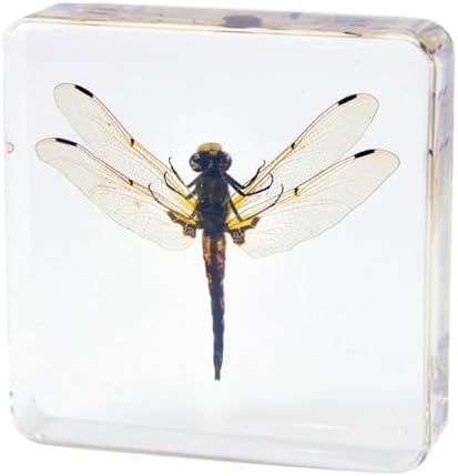 Taxidermy Dragonfly Cicada Beetle Specimens in Resin Preserved - Image 6
