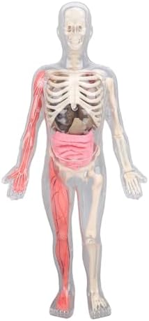 Human Body Model Interactive Learning Glow in the Dark Anatomy Figure Science Kit for Kids Students ABS 12.6 X 5.9 X 2.4in by Unknown