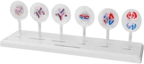 Animal and Plant Cell Mitosis and Meiosis Models Plant Cell & Animal Cell Meiosis Model - Medical Teaching Cell Mitosis Model for Biology Science Education Demonstration Lab Supplies - Image 2