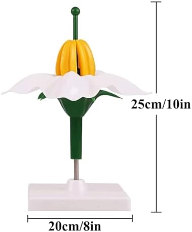 Teaching Anatomy Model Plant Flower Model Potato Flower Model Lifelike Biology Organs Model with Display Base for Learning - Image 2