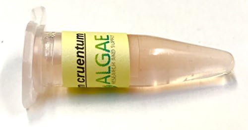 Algae Research Supply Algae Culture Porphyridium Cruentum, Perfect for School Science Fairs/Projects, Experiments & Classrooms (1.7mL) by Algae+Research+and+Supply