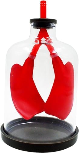 Respiratory System Model Diaphragm Movement Simulation Lung Breathing Model Human Lung Breathing Movement Lung Breathing 3D Human Organ Model Human Organ Lung Model - Image 2
