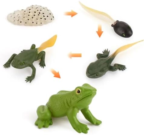 Montessori Animal Life Cycle Figurines by Unknown