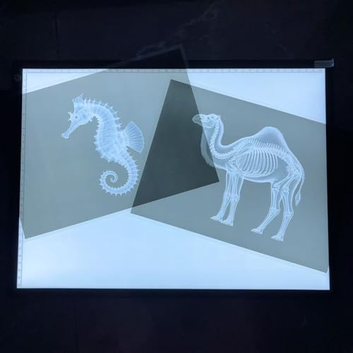 Animal X-ray Educational Set 15 Pieces for Light Table Science Learning - Image 6