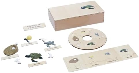 ancona Life Cycle- Sea Turtle, Spanish/Simplified Chinese with Pinyin Bilingual, Montessori Preschool Memory Matching Game Box Set with Animal Figurines & Matching Puzzle Cards, Early Education Toy by ancona