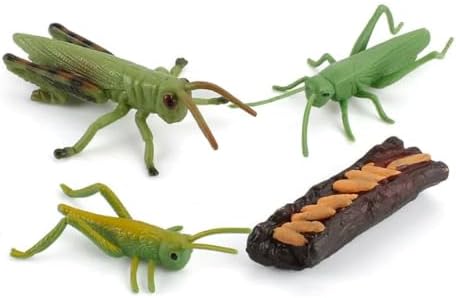 Montessori Animal Life Cycle Figurines by Unknown