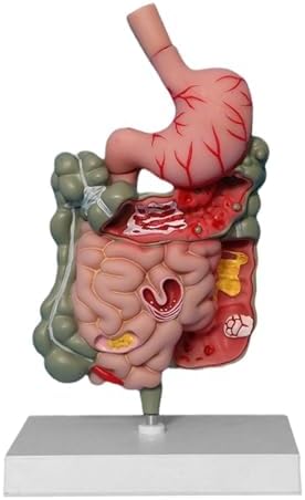 Human Digestive System Model Medical Professional Sturdy PVC Educational Stomach Model Demonstration Science Study by Unknown