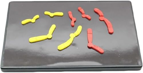 Meiotic Species Chromosome Change Model Component Magnetic Suction Type Junior High School Biology Student Teaching Instrument Model Components of Chromosome Changes in Meiosis by Unknown