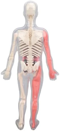 Human Body Model Interactive Learning Glow in the Dark Anatomy Figure Science Kit for Kids Students ABS 12.6 X 5.9 X 2.4in - Image 4
