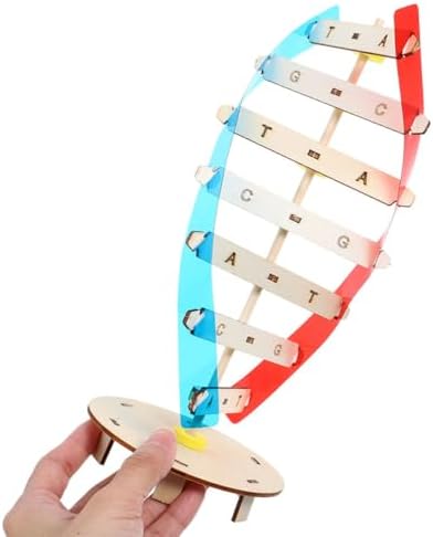 2psc DNA Double Helix Model Kit for Teaching Biology Projects - Image 3