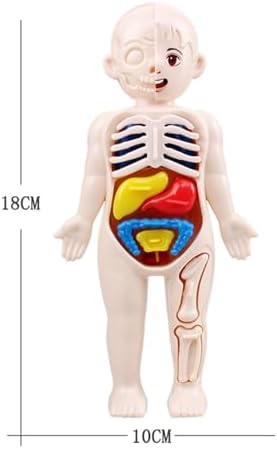 DIY Assemble Human Skeleton Model for Anatomy,Mini Human Body Science Classroom Skeleton Model with Removable Joint Kit (White (Kids Body Model)) - Image 7