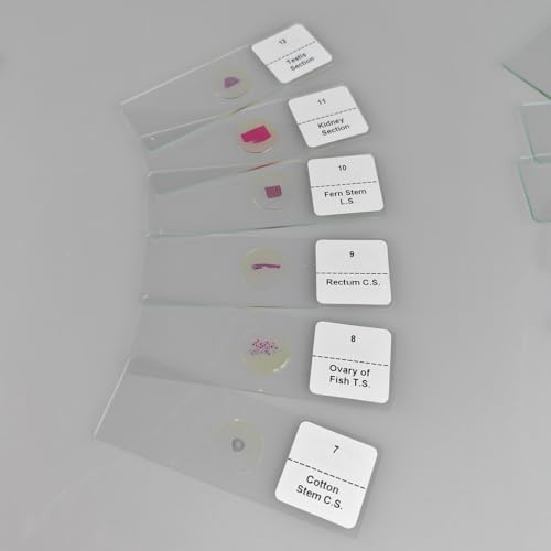 30 Pcs Microscope Slides Prepared Biology Specimen Lab Sample with Insects Plants Science Learning Home School - Image 7