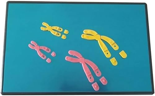 Chromosome Changes in Meiosis Model Component Biology Teaching Instrument Human Chromosome Model Anatomical Model - Biology Teaching Model Chromosome Changes Meiosis Mode - Image 3