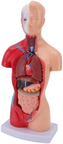 Human Anatomy Model, 11 Inch 15 Pcs Removable Human Body for Kids, Anatomy Study Tool with Lifelike Realism and 14 Detachable Organs for Students Teachers Healthcare Professionals - Image 5