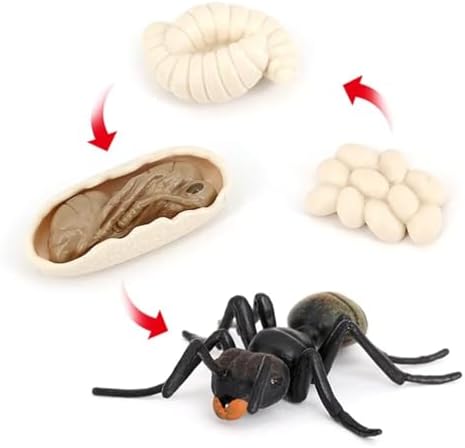 Ant Growth Cycle, Animal Growth Cycle Biological Model Toy Growth Stage Lifelike Ant Life Cycle Model Toy Set for Kids Education Insect Themed Party Favors by Hvogvok
