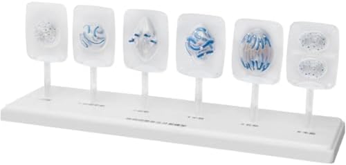 Animal and Plant Cell Mitosis and Meiosis Models Plant Cell & Animal Cell Meiosis Model - Medical Teaching Cell Mitosis Model for Biology Science Education Demonstration Lab Supplies - Image 2