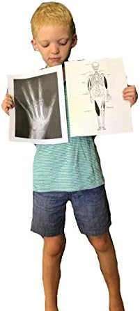 Young Scientists Series - Bones & Muscles, The Senses and Light - Image 3
