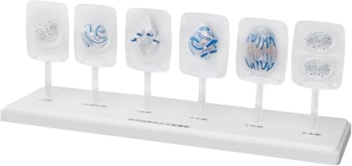 Animal and Plant Cell Mitosis and Meiosis Models Plant Cell Animal Cell Meiosis Model Medical Teaching Cell Mitosis Model for Biology Science Education Demonstration Lab Supplies - Image 2