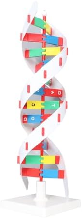 DNA Model Kit, Educational Toy for Biology Classroom, Colorful and Bright Design for Students Learning - Image 2