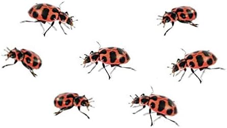 Insect Lore Two Tubes of Ladybug Larvae with STEM Activity Journal - Raise, Observe and Release Pink Spotted Ladybugs - Grown in The USA - Ladybug Kit Refill