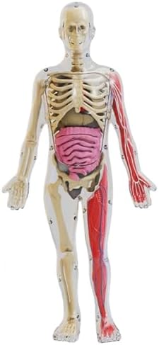Human Body Model for Kids, Glow in The Dark Realistic Human Anatomy Model, DIY Detachable Body, Educational Anatomy for Kids - Image 4
