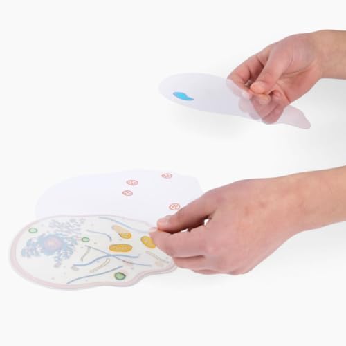 Roylco Animal Cell Model – Back to School Biology STEM Kit for Kids, Transparent Cell Building Set for Classroom Science Lessons & Hands-On Learning - Image 3