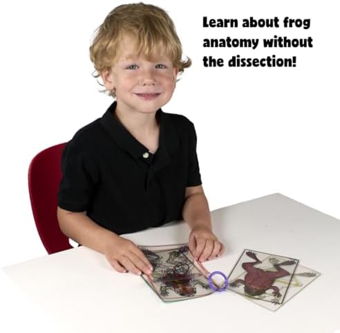 Roylco FrogXplore See-Through Frog Anatomy Kit, Ages 5+ - Image 3