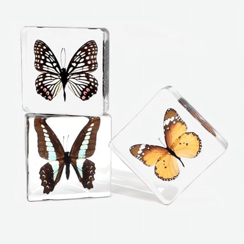 4pcs Real Taxidermy Butterfly Specimen in Crystal Resin Preserved - Image 6