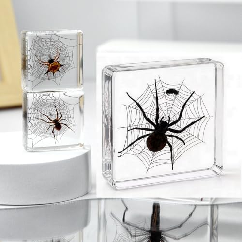 Real Taxidermy Spider Specimen in Resin Crystals Preserved 3-Pack - Image 3