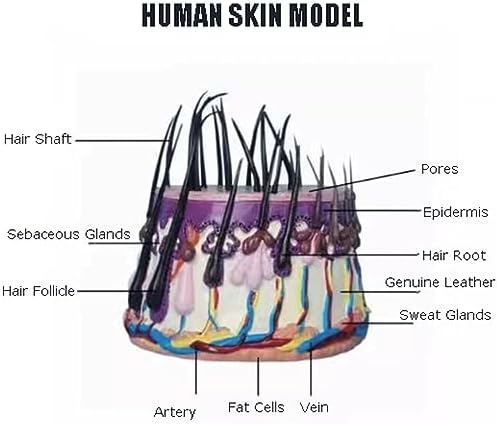 FROON Hair Skin Cross-Section Zoom Model Hair Growth Cycle Model Hair Follicle Anatomy Model for Analyze Hair Condition - Image 2