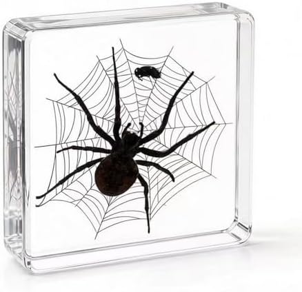 Real Taxidermy Spider Specimen in Resin Crystals Preserved 3-Pack - Image 4
