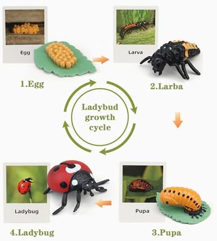 Mbrain Life Cycle Learning & Education Toys,Montessori Toys Figurines for Frog, Butterfly, Ladybug,Plants Kit,Gift for Girl & Boy for 3 4 5 Year Old - Image 4