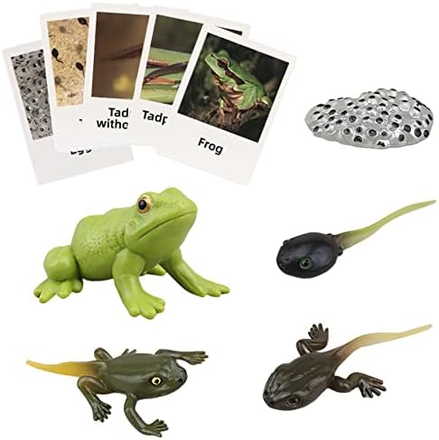 Montessori Frog Life Cycle with Flash Cards, Plastic Insects Tadpole to Frog Kit Toy, Realistic Animal Figurines by MIKNEKE