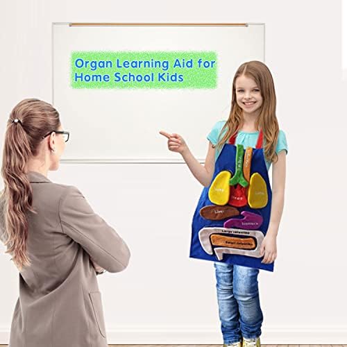 Boczif 3D Organ Apron Awareness Educational Toy, Human Body Model for Kids - Image 2