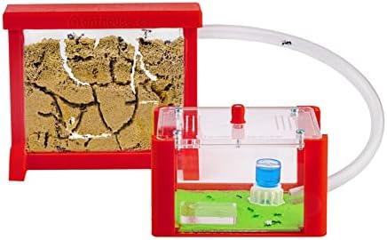 Anthouse - Basic Natural Sand Ant Farm - 3D Ant Terrarium - Acrylic Sandwich-Type - Foraging Box with Lid Included - Red Color by AntHouse
