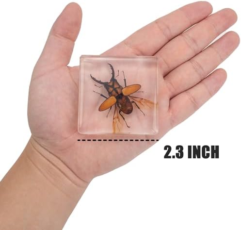 Insect Specimen Set, Bugs Collection Scientific Education Gift for Kids Aged 3-8-12 (Flatheaded Borer, Stag Beetle, Lanternfly, Longhorned Beetle, Cicada, Stink Bug) - Image 4