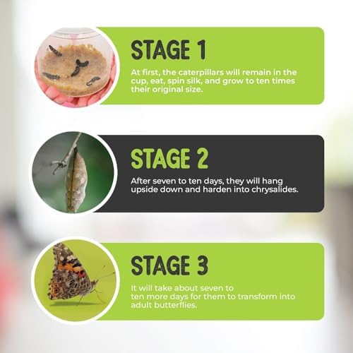 Complete Butterfly Kit with Live Caterpillars (5 Painted Lady) and Habitat - Image 7