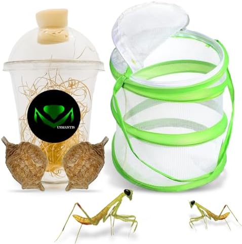 USMANTIS T. Sinensis Mantis Ootheca Kit 2-Pack with Hatch Set by USMANTIS