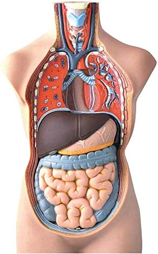 hand2mind 19 Inch Tabletop Human Torso Model, Anatomically Accurate Kit, 10 Removable Human Organs, Anatomy Model for Kids, Human Anatomy Torso Model, Science School Supplies, Trachea Model - Image 5