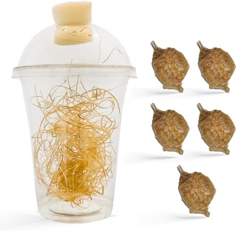 Chinese Praying Mantis Ootheca Egg Case with Hatching Habitat Transparent Cup - Five Egg Cases - Beneficial for Stem Education and Gardening, Egg Case Produces Approximately up to 400 Baby Nymphs by Unknown