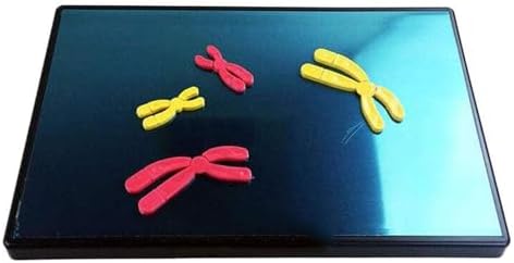 Cell Meiosis Model Magnetic, Medical Anatomy Chromosomal Change Model Components for Middle School Biology Teaching Equipment - Image 4