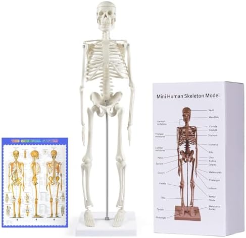 breesky Human Skeleton Model for Anatomy: 17” Human Skeleton Model with Movable Arms and Legs - Scientific Model for Study and Display by breesky