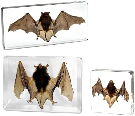 Taxidermy Bat Specimen in Resin Crystals Preserved (3-Pack Set) by Aolowewin