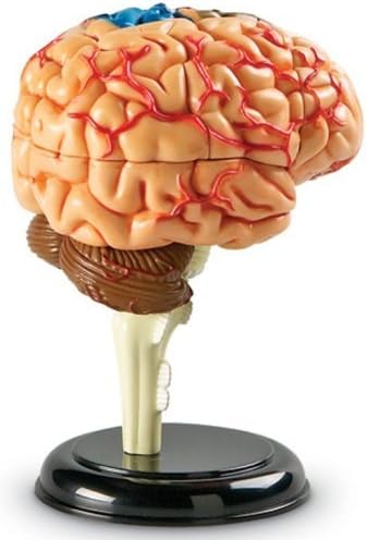 Learning Resources Human Anatomy Model Brain - Image 5