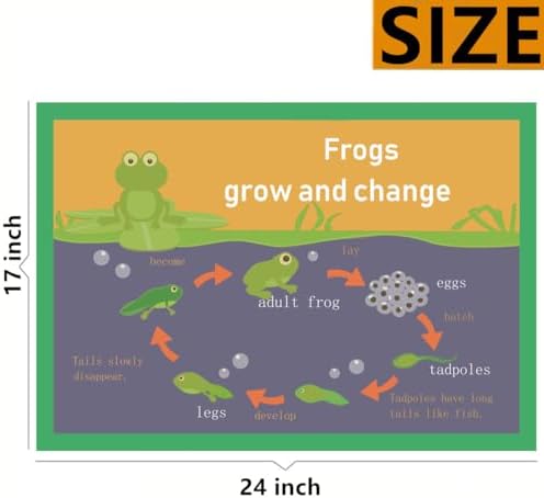Frogs grow and change Mind Mapping| Educational Posters for Kids(17x24in) - Image 2