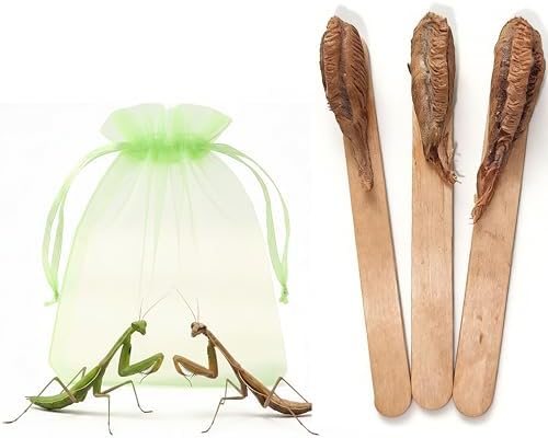 Carolina Praying Mantis Egg Case on a Wooden Stick Attached,with Outdoor Hatching Bag(Three Carolina Praying Mantis Eggs) –Includes 50-200 Nymphs | Perfect for STEM Education, Eco-Friendly Garden by Unknown
