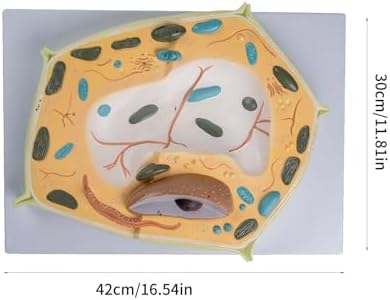 Organ Model, Plant Cell Anatomical Model, Biological Structure, Scientific Display Model, Anatomical Model, Cell Membrane Model - Image 3