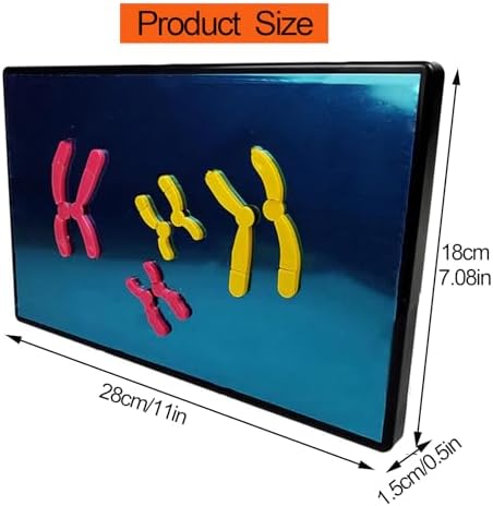 Cell Meiosis Model Magnetic, Medical Anatomy Chromosomal Change Model Components for Middle School Biology Teaching Equipment - Image 3