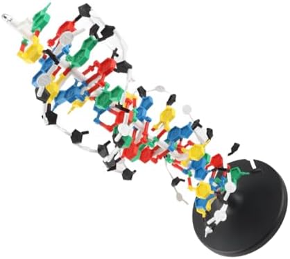 DNA Structure Model Plastic Double with 5 to 3 Chains Major and for Biology Teaching - Image 3
